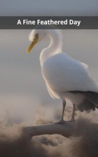 A Fine Feathered Day