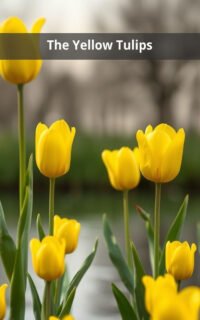 The Yellow Tulips