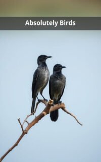 Absolutely Birds