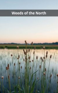 Weeds of the North