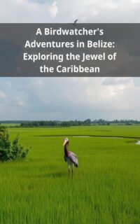 A Birdwatcher's Adventures in Belize: Exploring the Jewel of the Caribbean